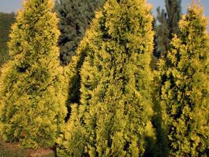 Pruning and propagation of thuja occidentalis