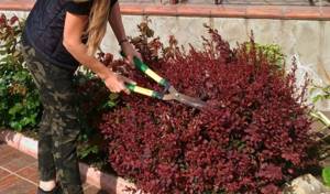 Pruning a barberry bush with garden shears