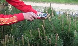 Pruning young pine shoots