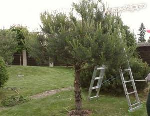 Pruning pine for Italian pine