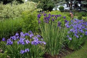 Pruning - Caring for irises