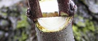 One of the ways to graft an apple tree