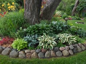 Decorating rockeries with small-sized hosta varieties