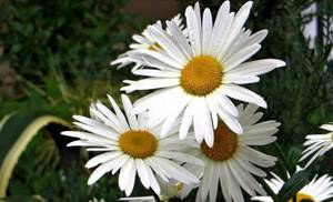 description of chamomile