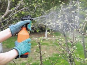 Spraying a flowering tree