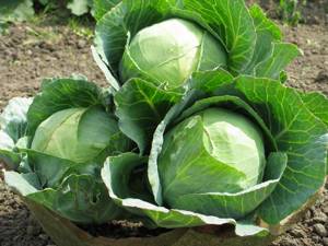 June cabbage is especially tasty and healthy, having the most tender and juicy leaves.