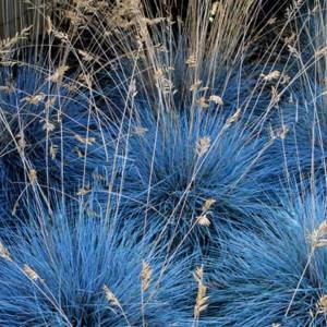 Features of planting and caring for gray fescue, popular types and varieties