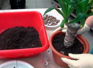 We transplant yucca at home