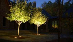 Освещение деревьев в ландшафтном дизайне