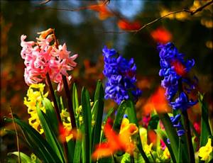 От правильного выбора места зависит цветение, поэтому участок, предназначенный для гиацинтов, должен иметь хорошее освещение и защиту от холодных ветров