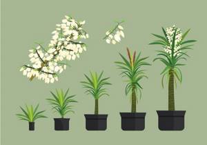 Yucca palm care at home