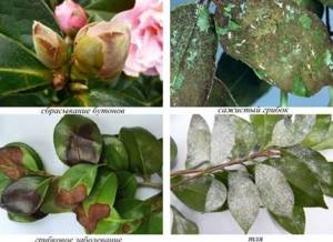 parasites on camellia