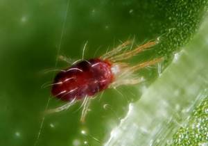 Spider mite (Tetranychidae)