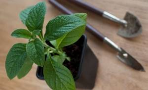 Before transplanting seedlings to a permanent place, you need to provide the plants with hardening measures