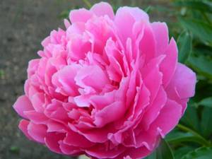 Tree peony: photo and description, the best yellow, winter-hardy varieties