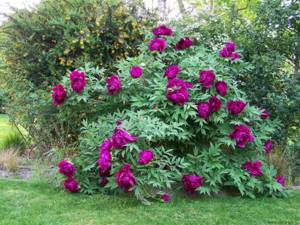 Tree peony: photo and description, the best yellow, winter-hardy varieties