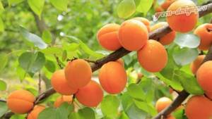 Плоды дерева абрикоса