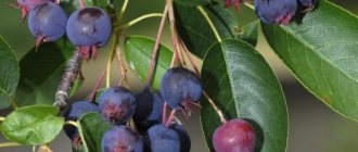 Serviceberry fruits