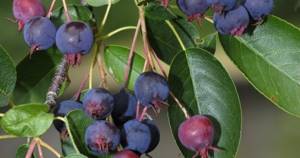 Serviceberry fruits