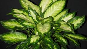 Why do the lower leaves of Dieffenbachia dry out and turn yellow?