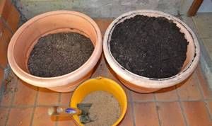 Soil for Bougainvillea