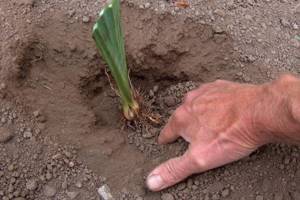 Soil - Caring for irises