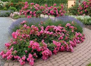 Ground cover plants: roses