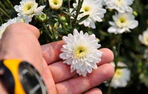 Chrysanthemums need to be fed at least once a month, alternating organic and mineral fertilizers.