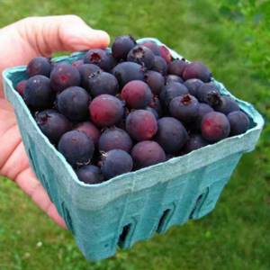 Healthy berries of serviceberry