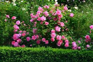 Polyantha roses