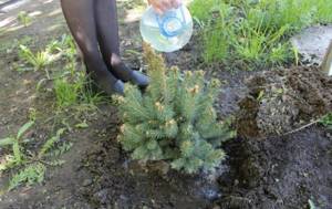 Watering spruce
