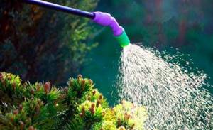 Watering a mountain pine