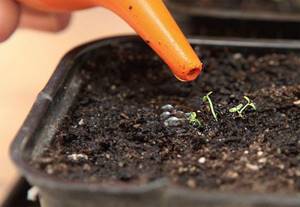 watering seedlings