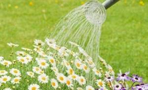 watering daisies