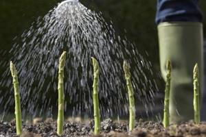 Watering asparagus