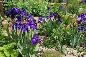 Watering - Caring for irises