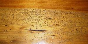 Damage to wood by bugs