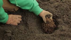 planting astilbe