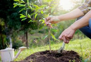 Planting trees in late spring