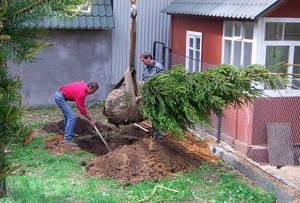 Planting spruce on the site