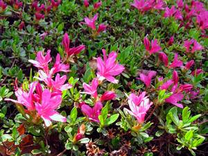 Planting and caring for azaleas at home