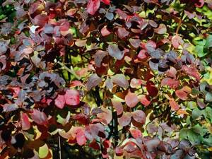 Planting and caring for Thunberg barberry in open ground