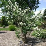 planting and caring for mock orange