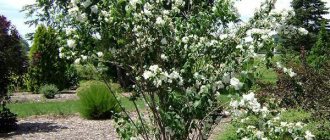 planting and caring for mock orange