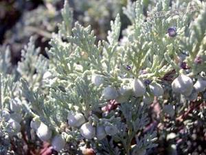 Planting and caring for prostrate Juniper