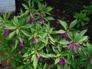Planting and caring for garden balsam
