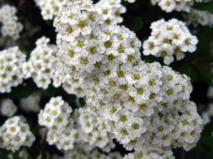 Planting and caring for spirea sulfur in the garden