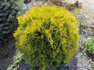 Planting and caring for thuja occidentalis