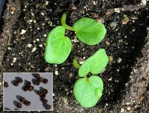 Planting lavatera with seeds
