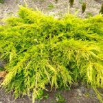 Planting juniper: spring, summer, timing, technology, step-by-step description